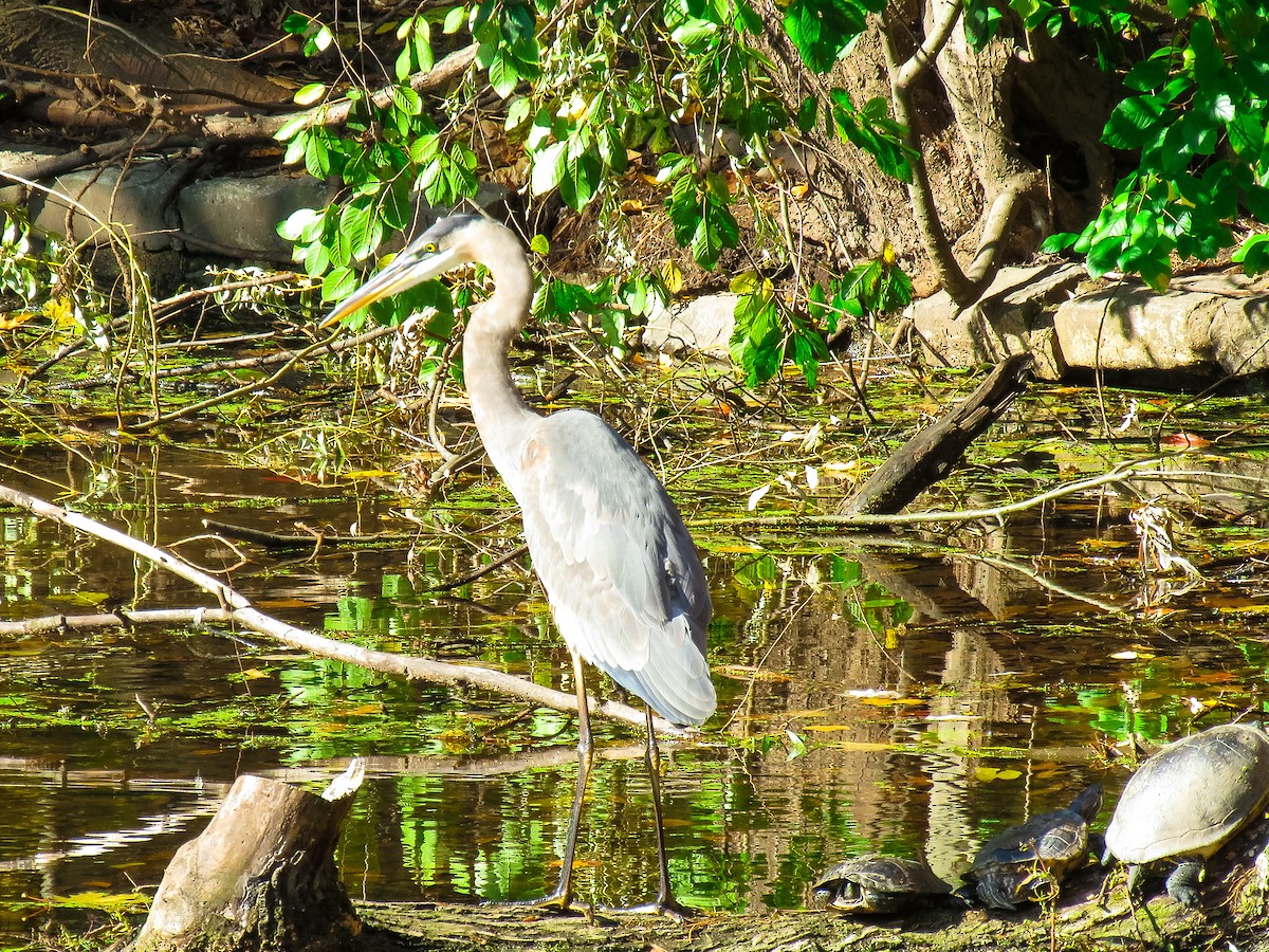 Great Blue Heron - ML644950408