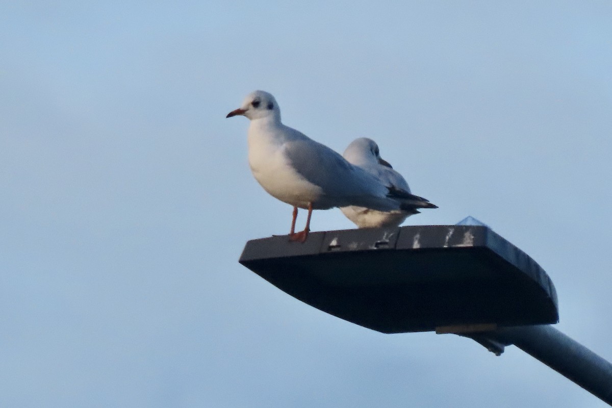 hettemåke - ML644950412