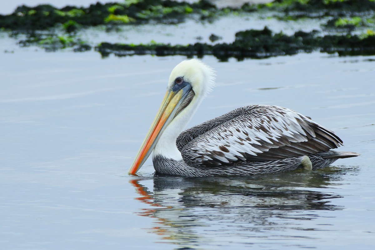 Peruvian Pelican - ML644950421