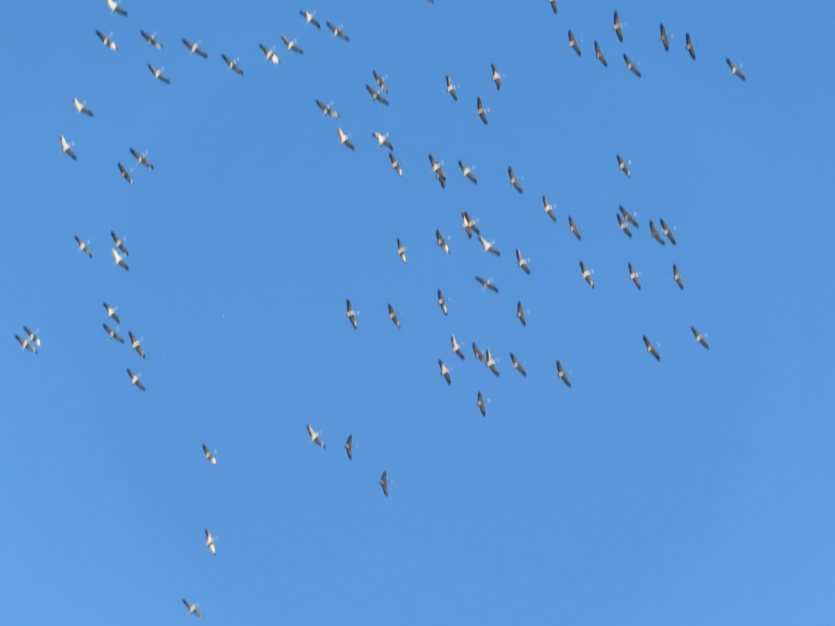 Common Crane - ML644950431