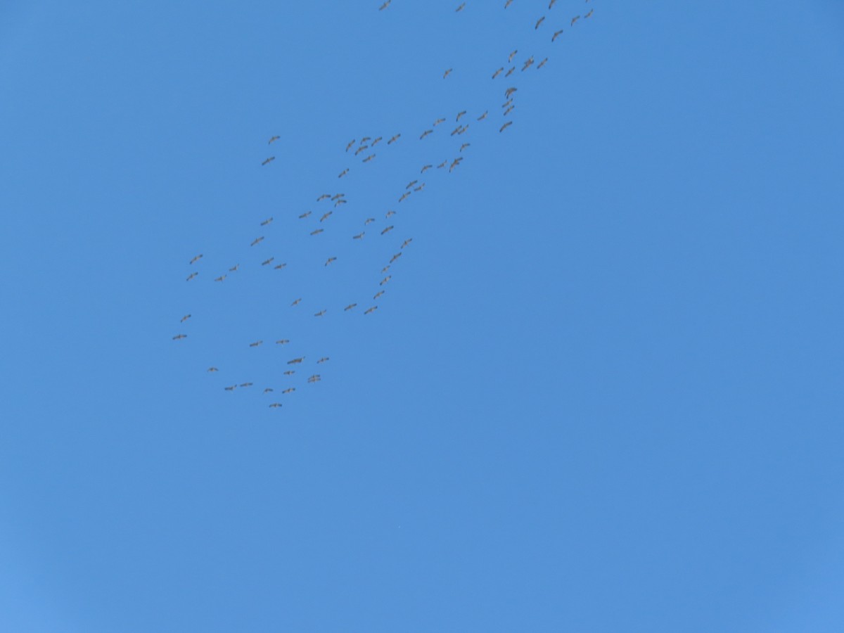 Common Crane - ML644950432