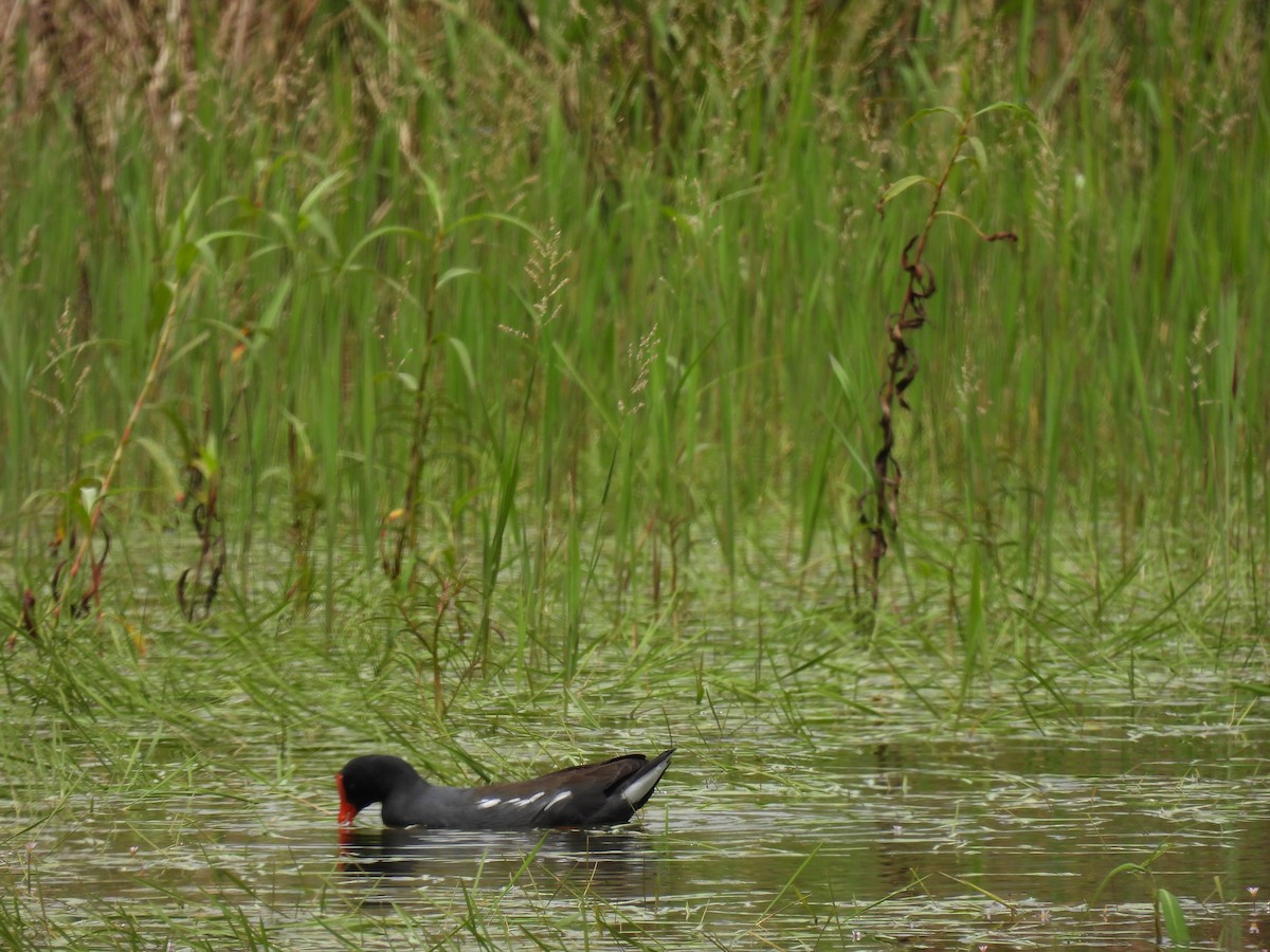 Курочка латиноамериканська - ML644950450