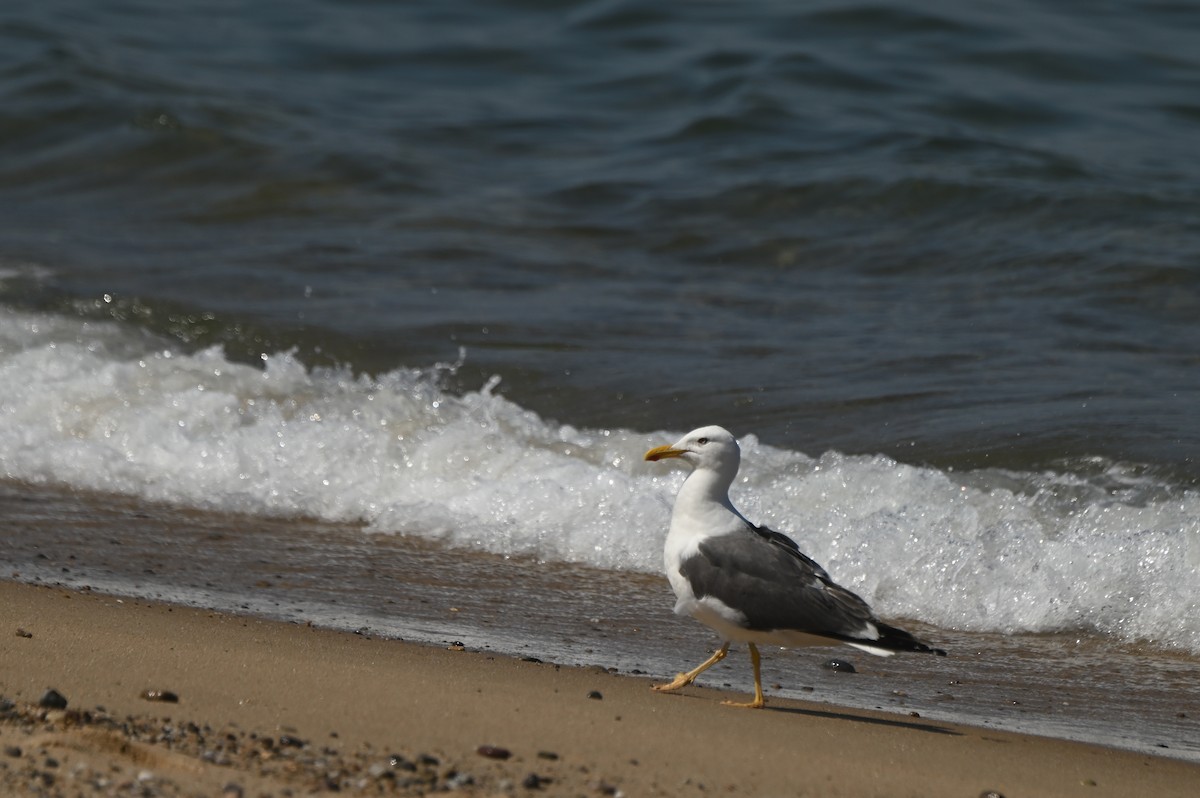Lesser Black-backed Gull - ML644950476