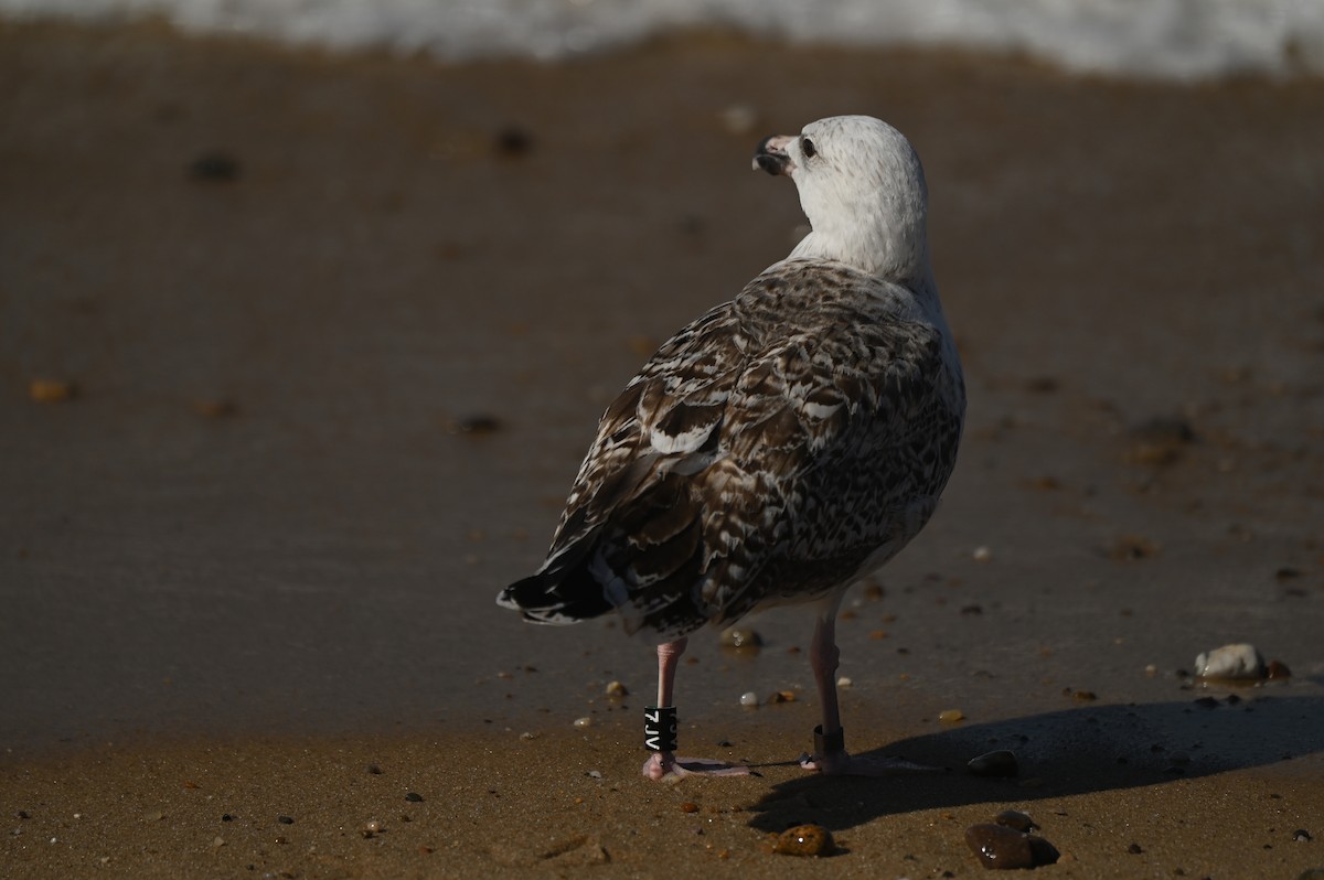 racek mořský - ML644950546