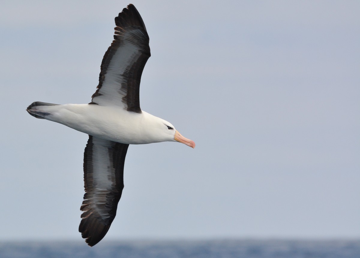 マユグロアホウドリ - ML644950582
