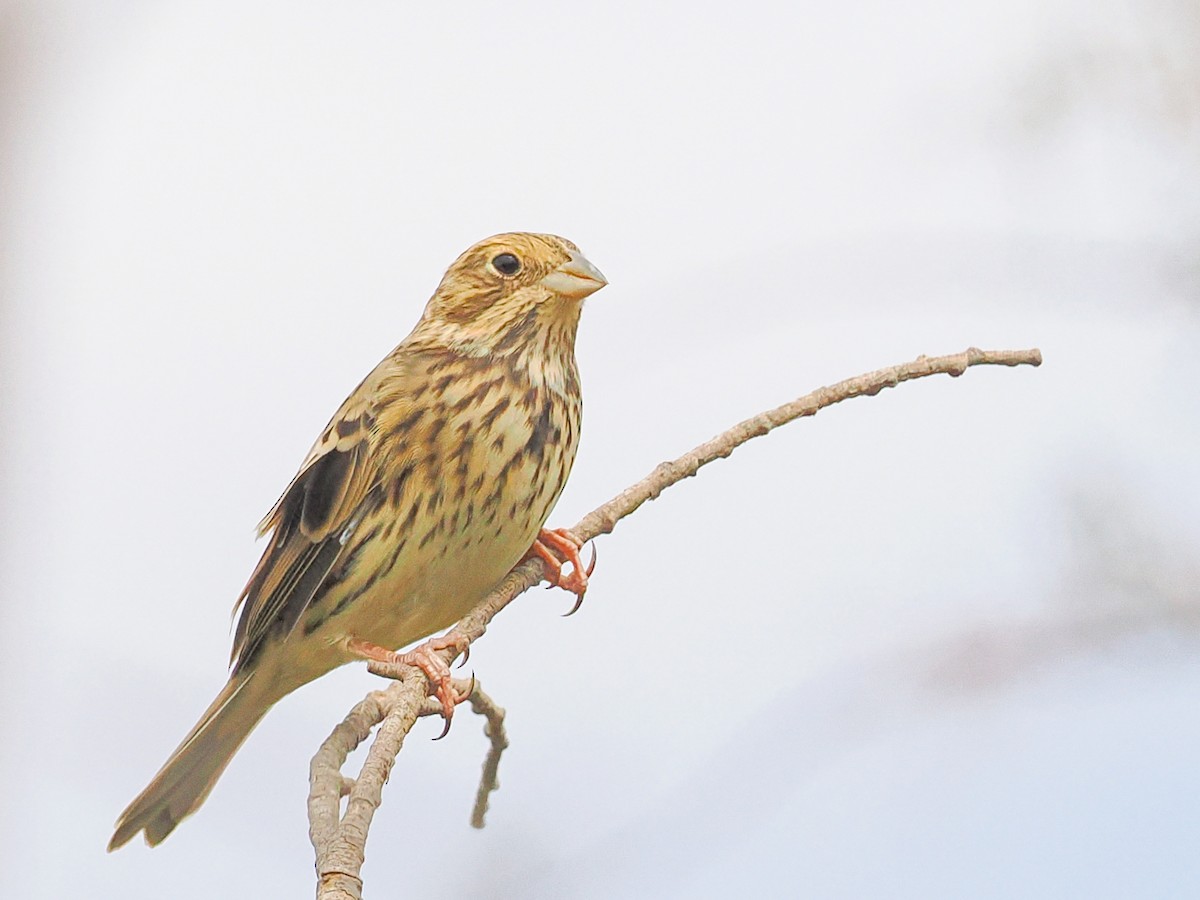 Strillozzo - ML644950585