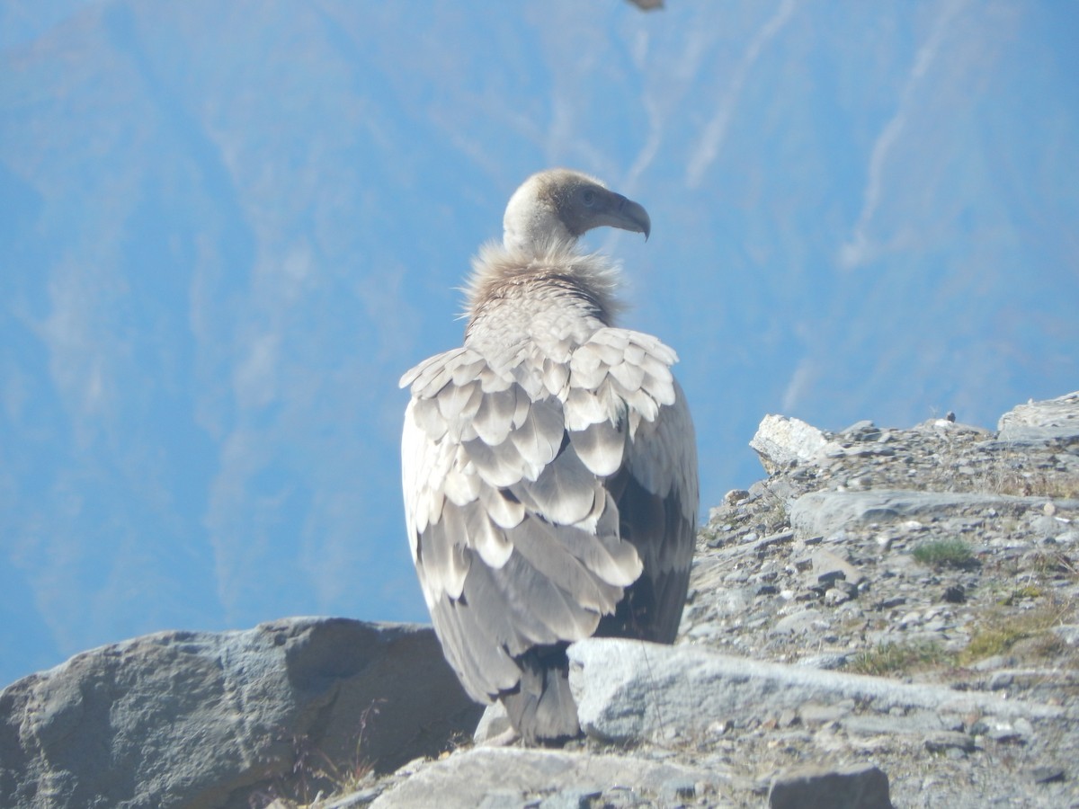 sup himálajský - ML644950597