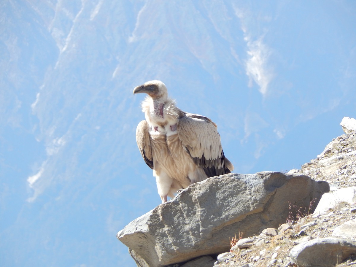 sup himálajský - ML644950598