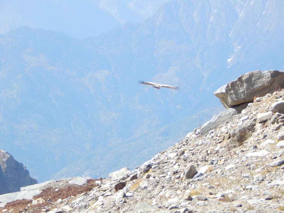 sup himálajský - ML644950599