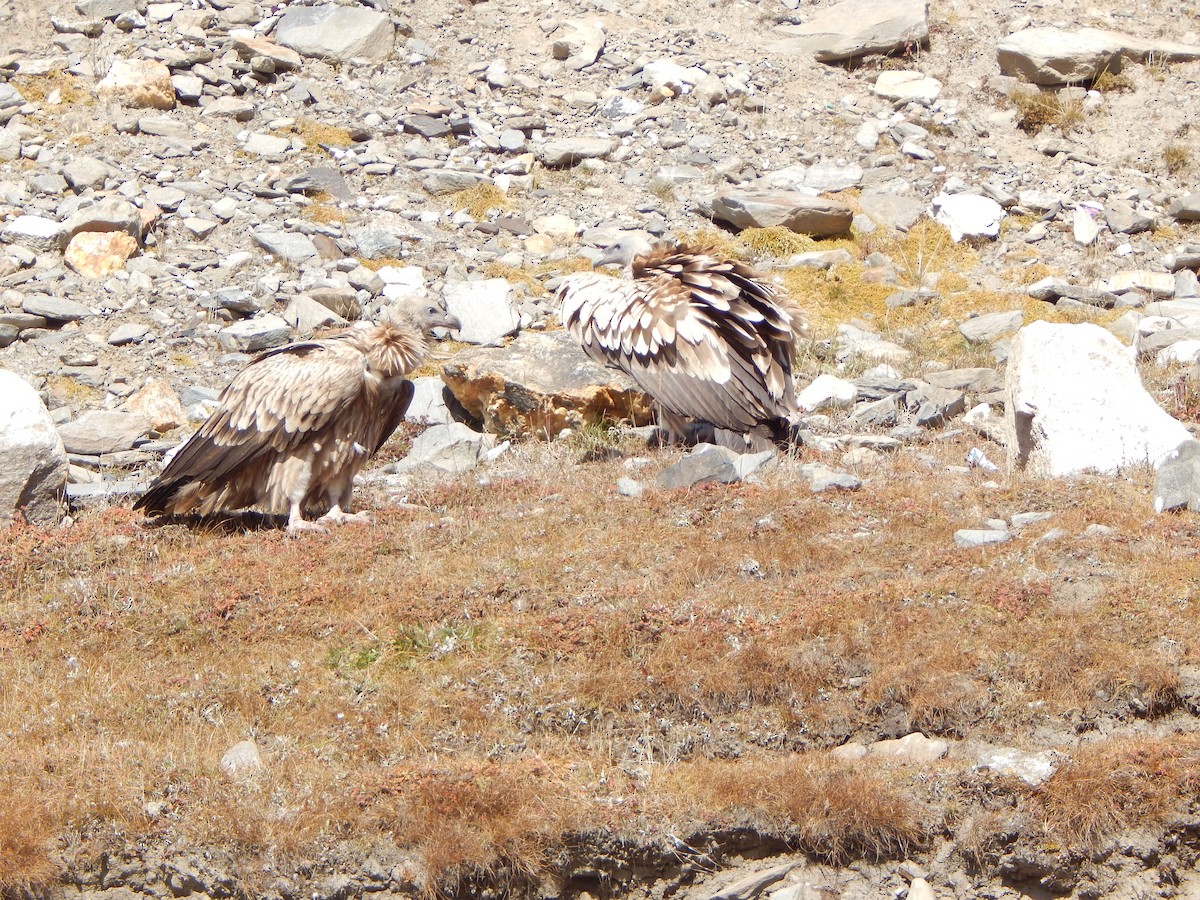 sup himálajský - ML644950601