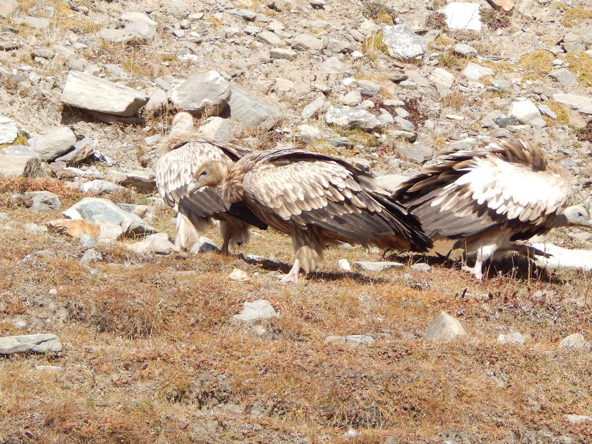 sup himálajský - ML644950602