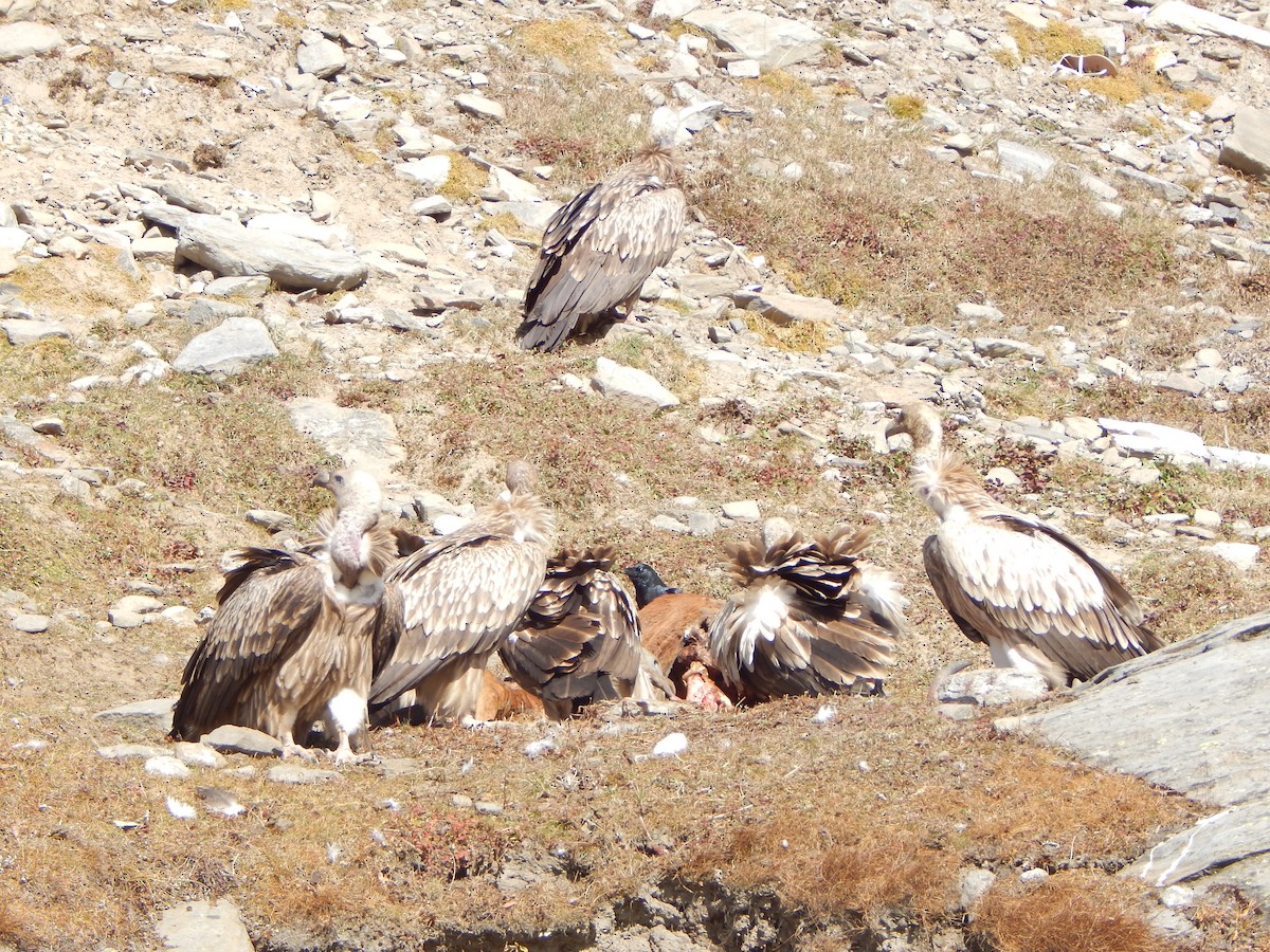 sup himálajský - ML644950603