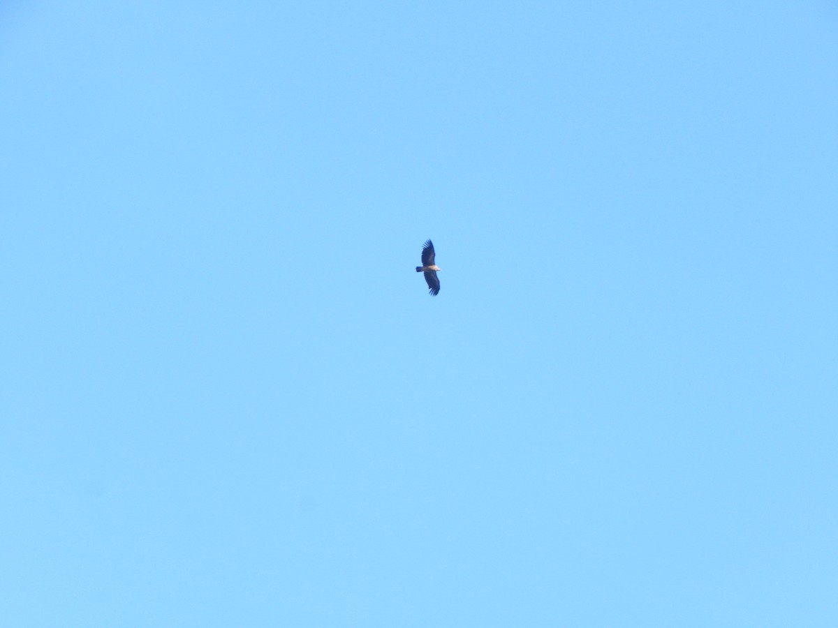 sup himálajský - ML644950604