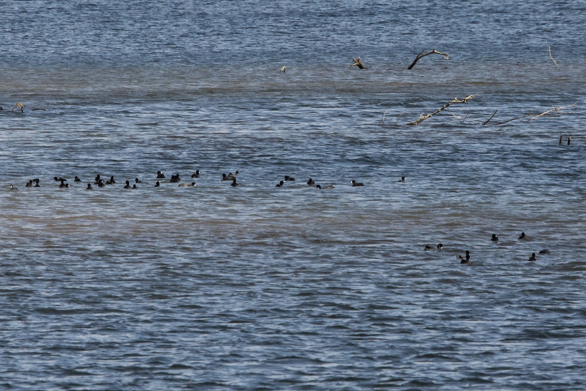 American Coot - ML644950606