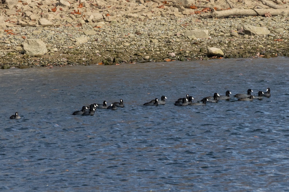 American Coot - ML644950607