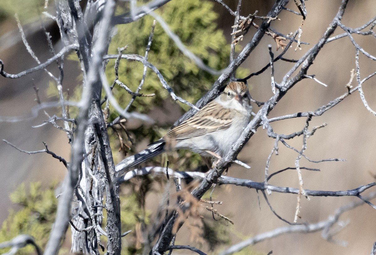 Chipping Sparrow - ML644950608