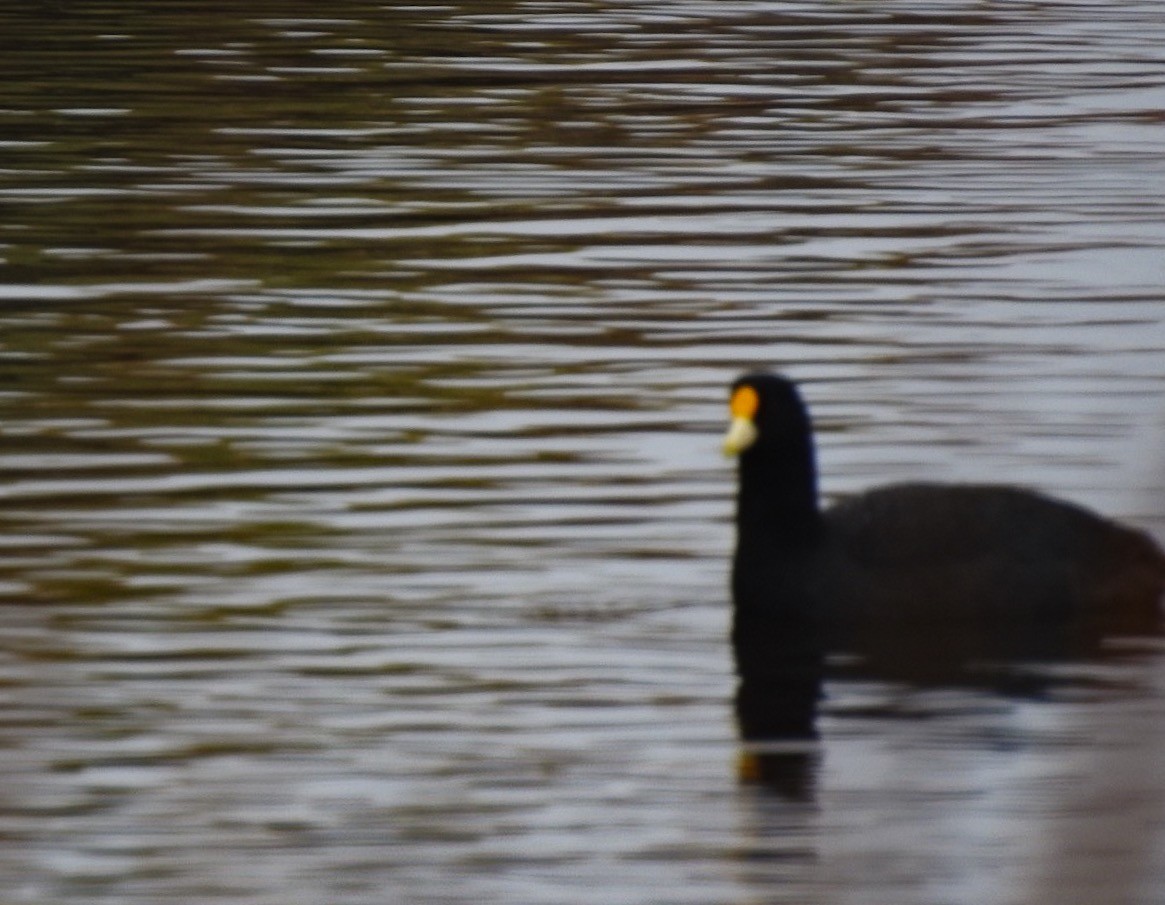 White-winged Coot - ML64495061