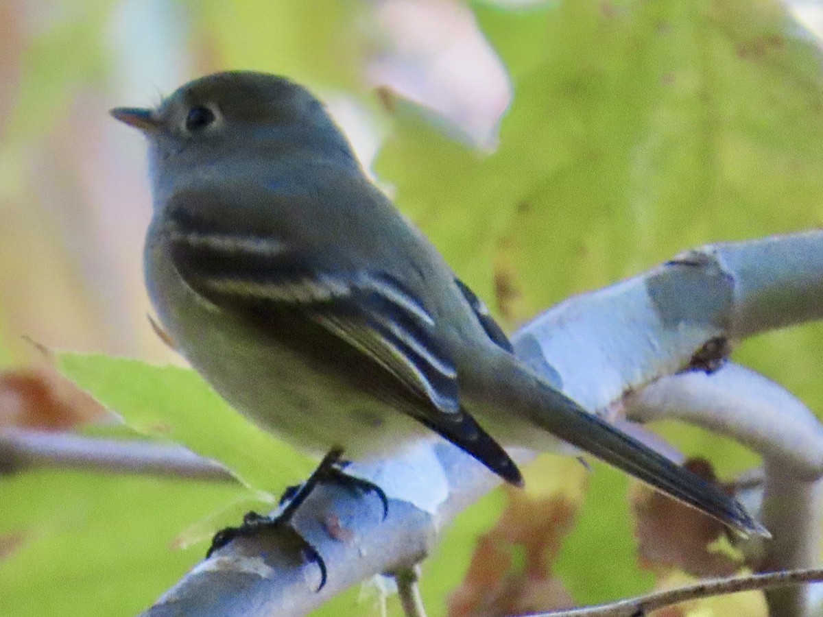 Hammond's Flycatcher - ML644950628