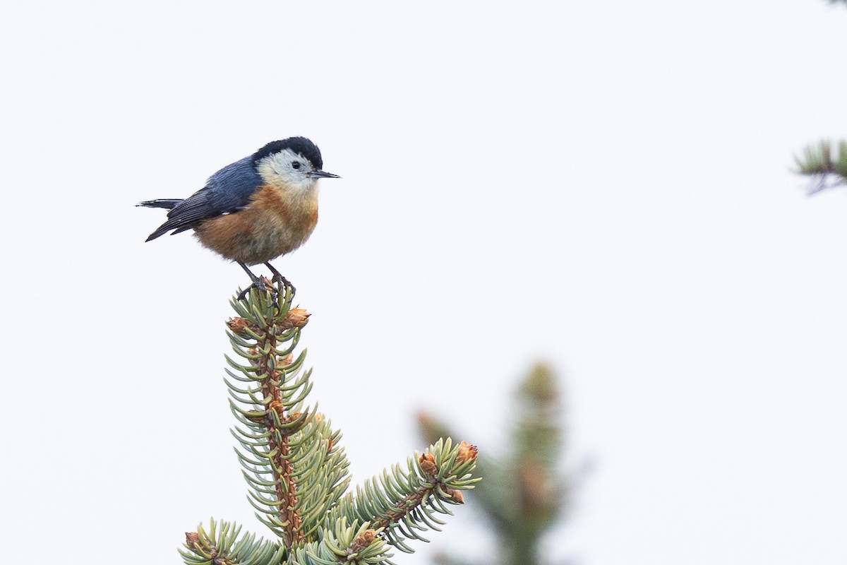Przevalski's Nuthatch - ML644950631