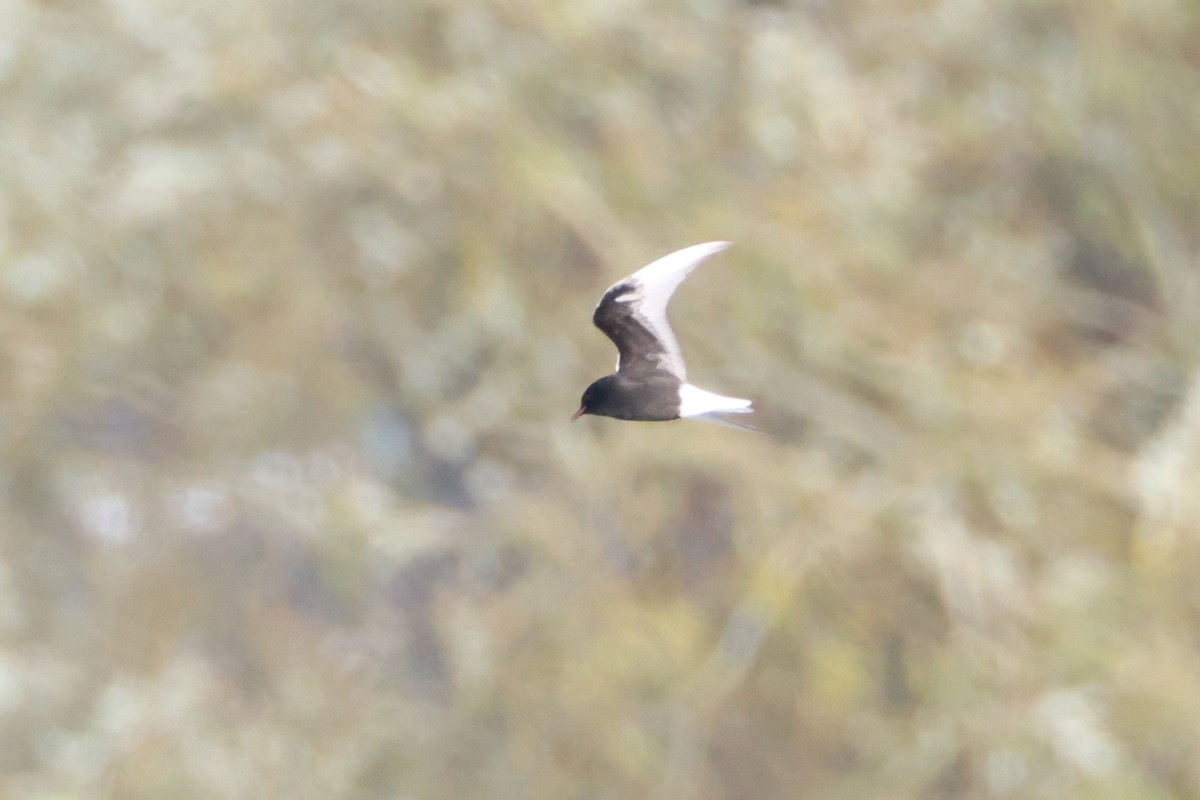 White-winged Tern - ML644950671