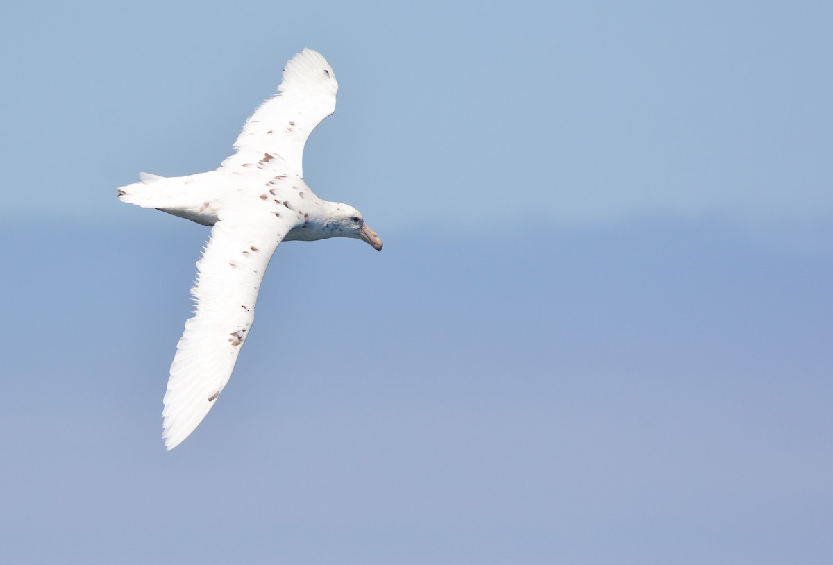 オオフルマカモメ - ML644950686