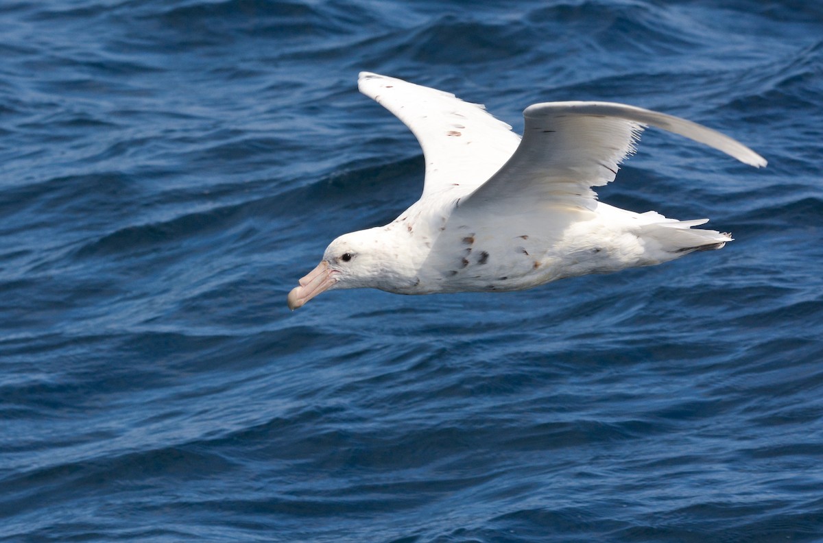 オオフルマカモメ - ML644950687