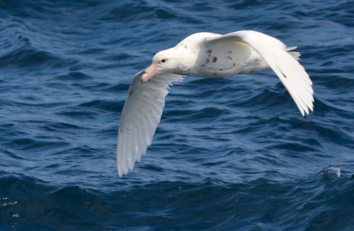 オオフルマカモメ - ML644950688