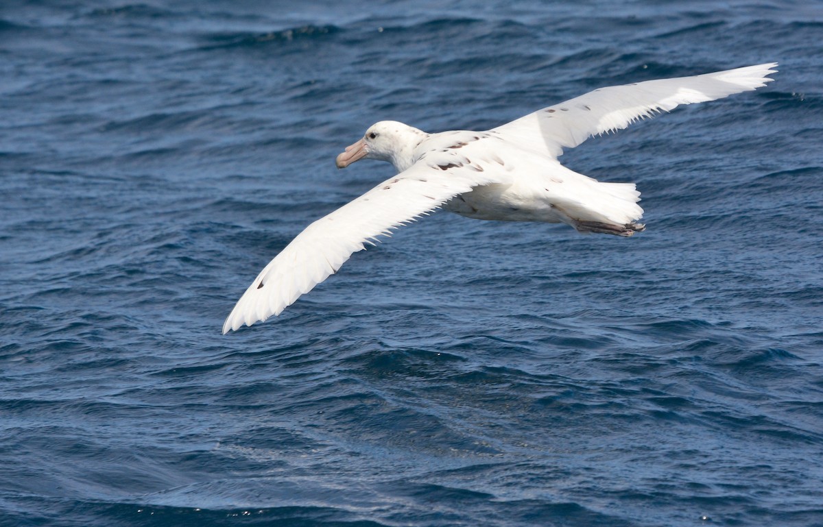 オオフルマカモメ - ML644950689