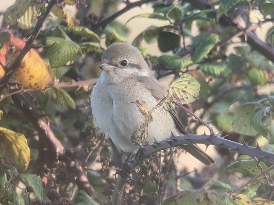 Isabelline Shrike - ML644950695