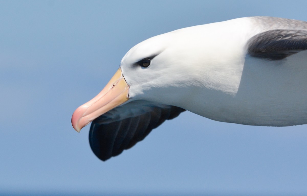 マユグロアホウドリ - ML644950702