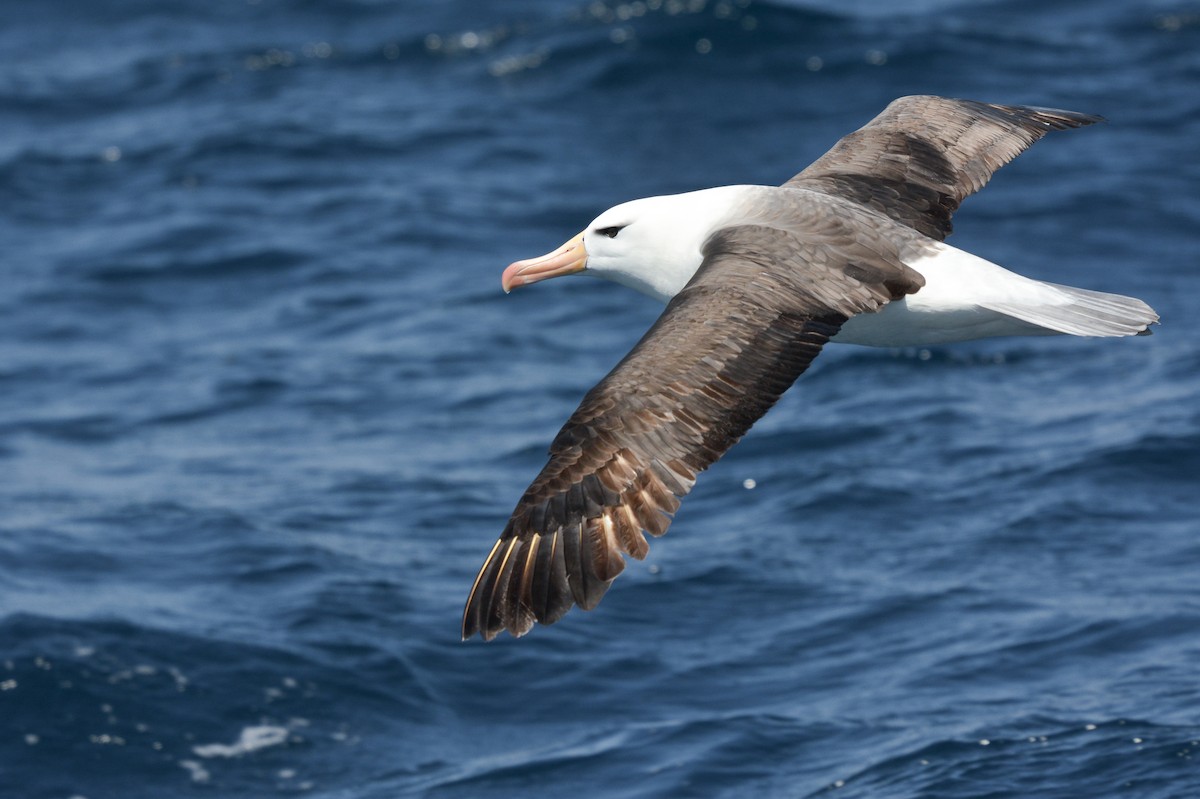 マユグロアホウドリ - ML644950703