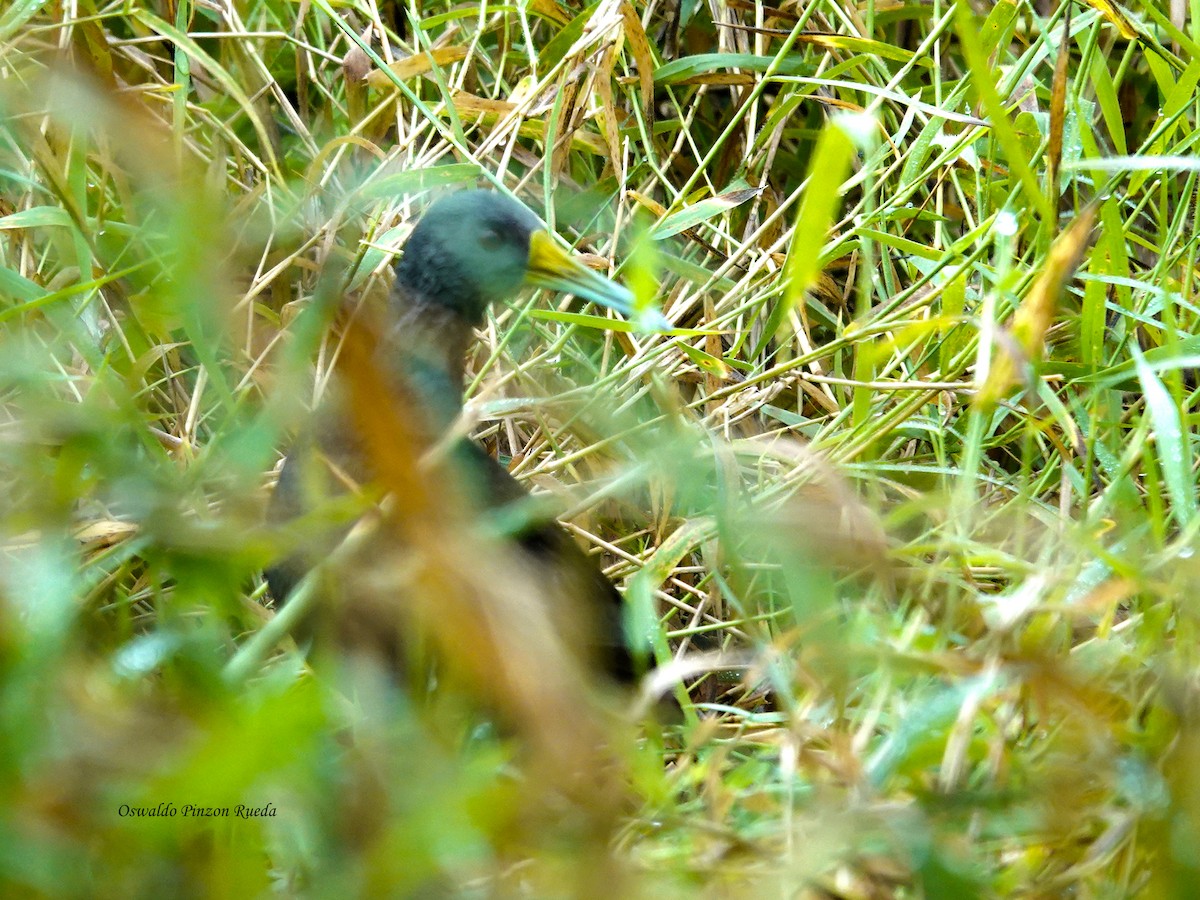 Râle noirâtre - ML644950710