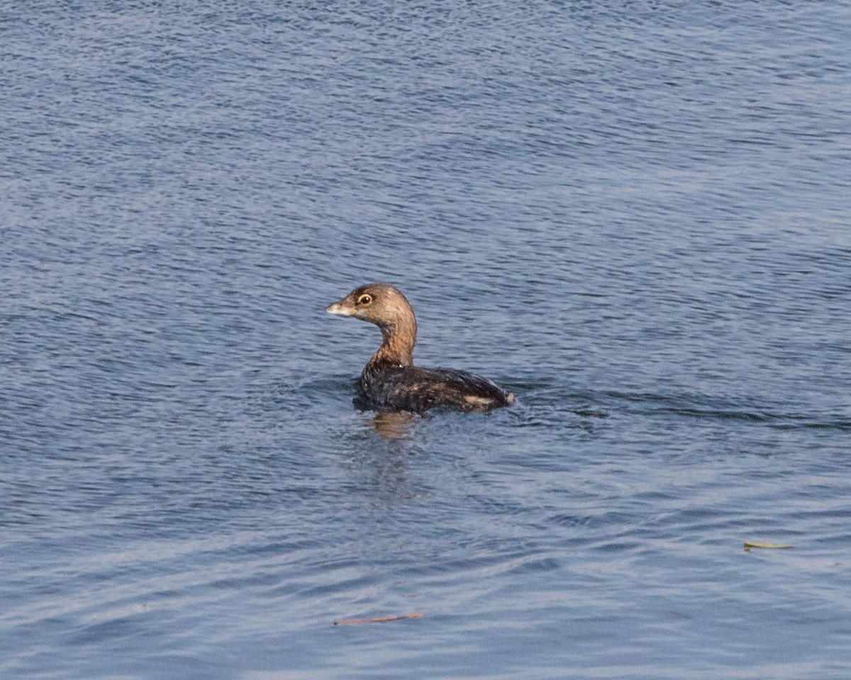 Pied-billed Grebe - ML644950714