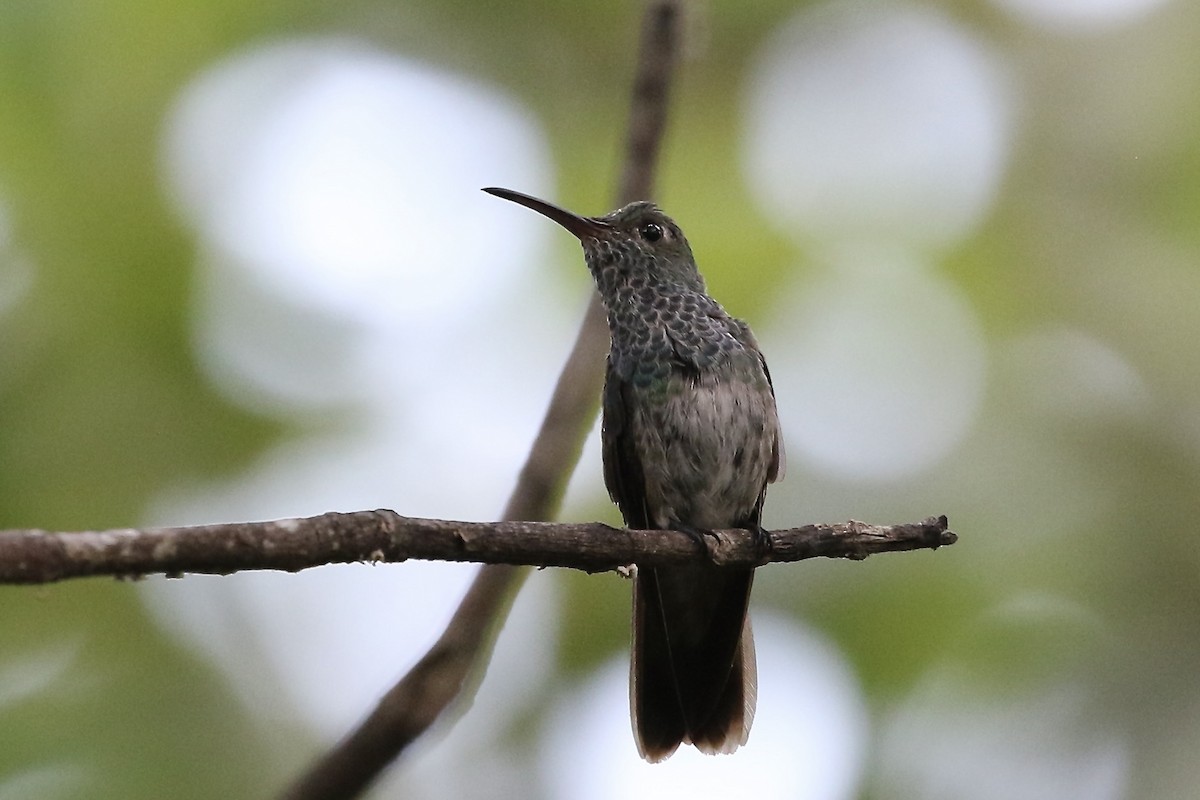 Honduran Emerald - ML644950720