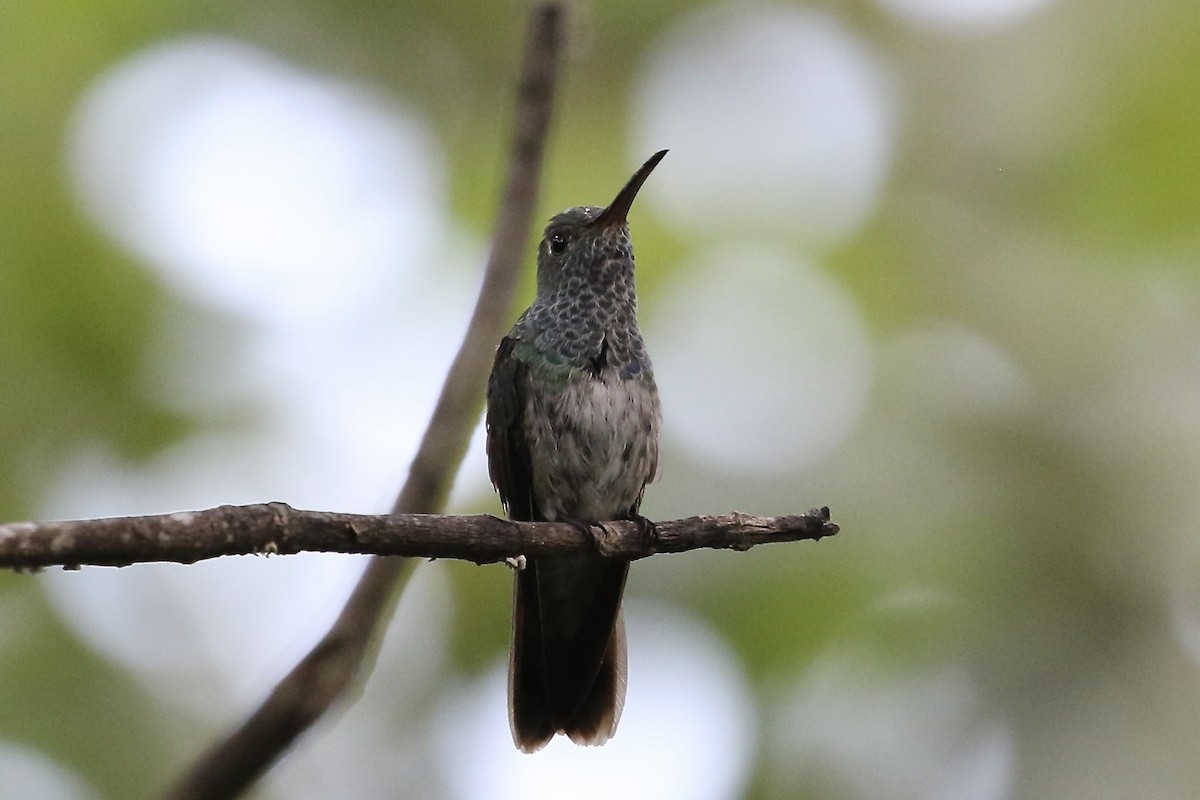 Honduran Emerald - ML644950721