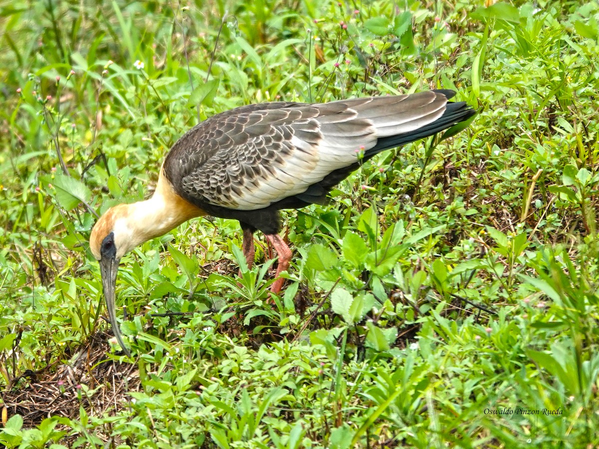 Buff-necked Ibis - ML644950736