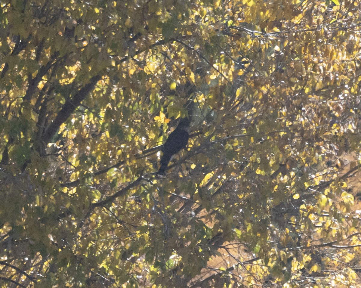 Sharp-shinned Hawk - ML644950737