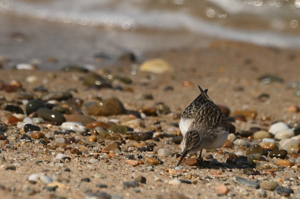 Correlimos sp. - ML644950752