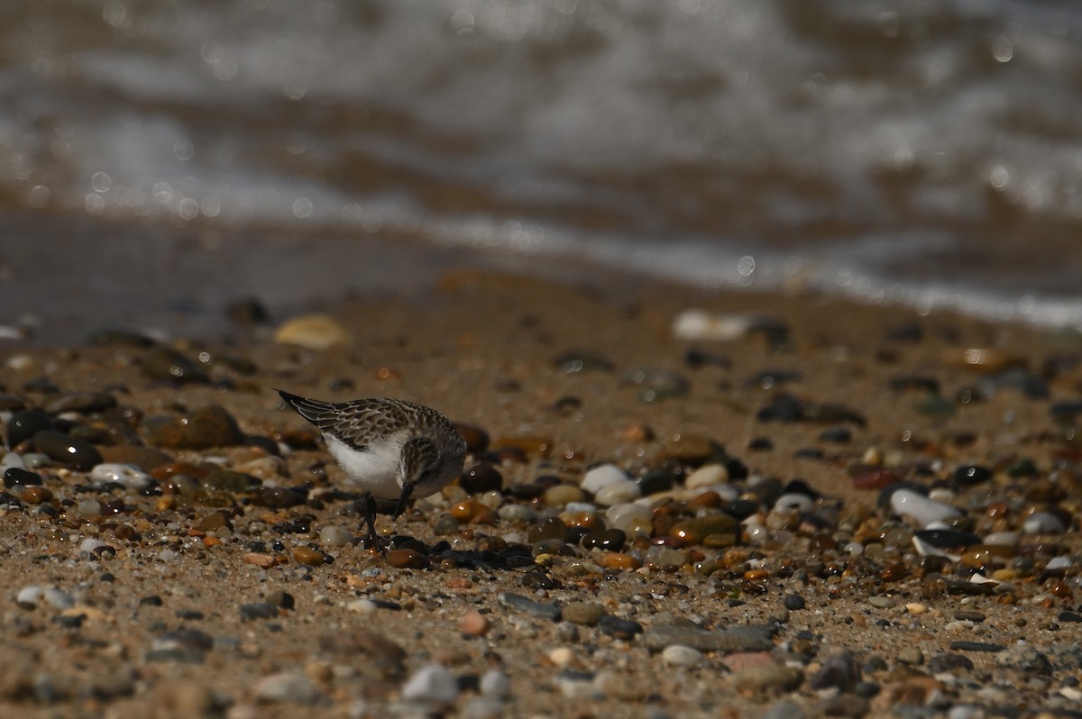 Correlimos sp. - ML644950753