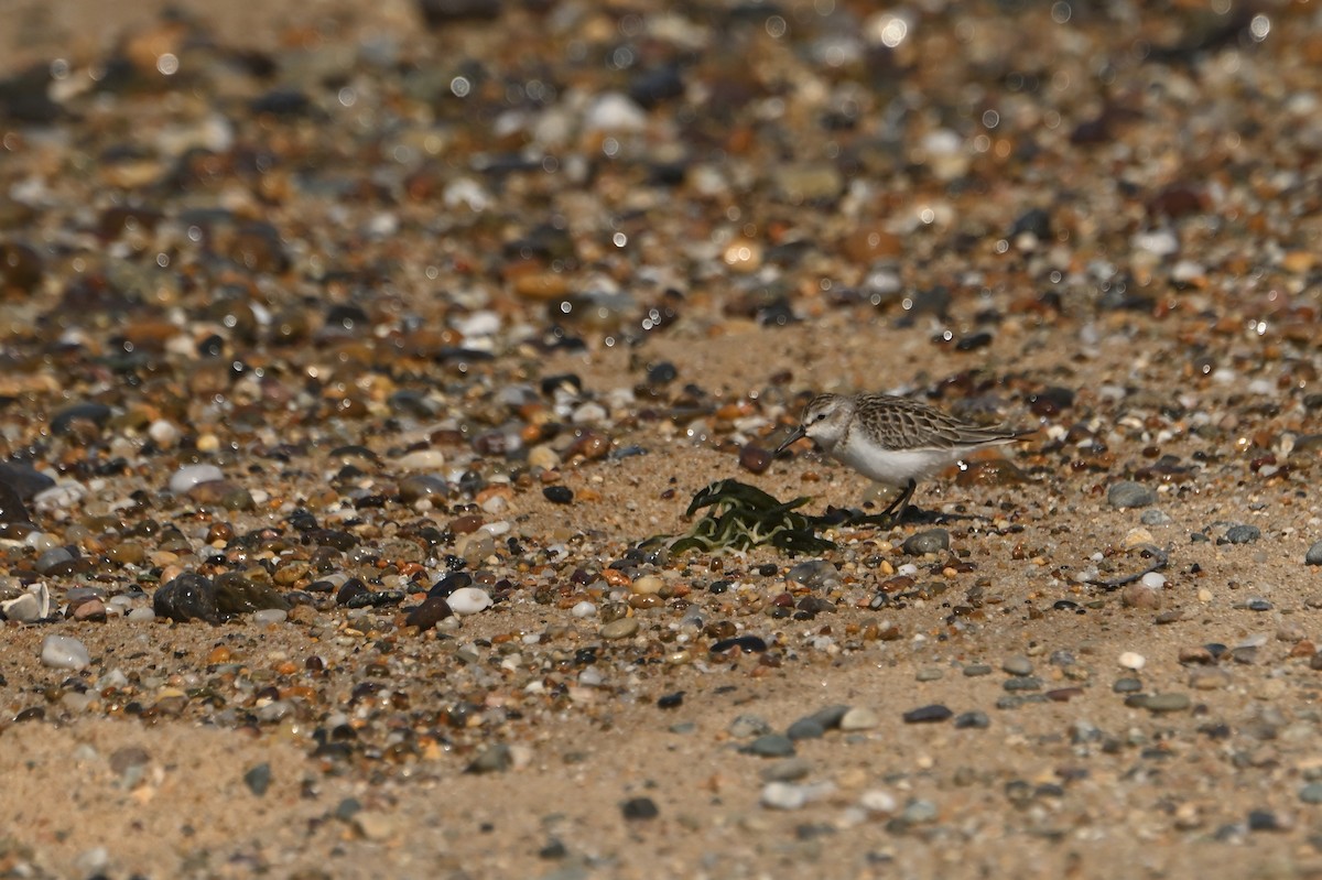 Correlimos sp. - ML644950754