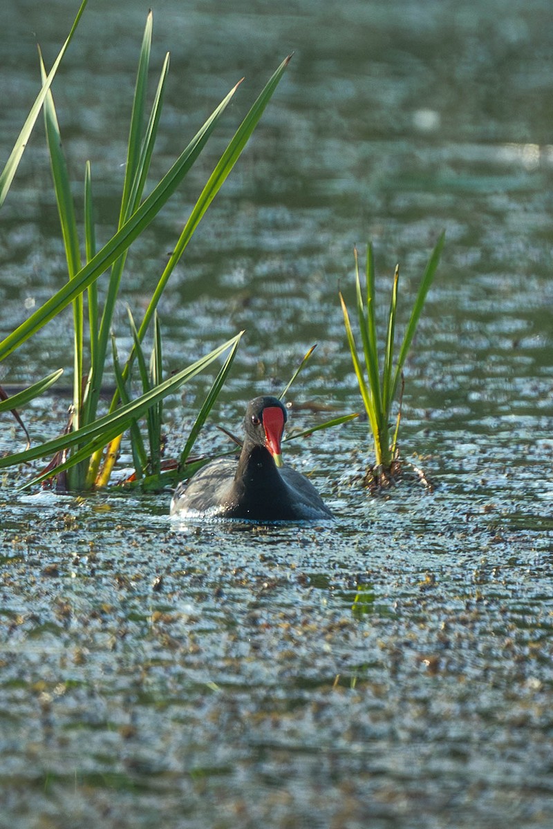 Курочка латиноамериканська - ML644950755