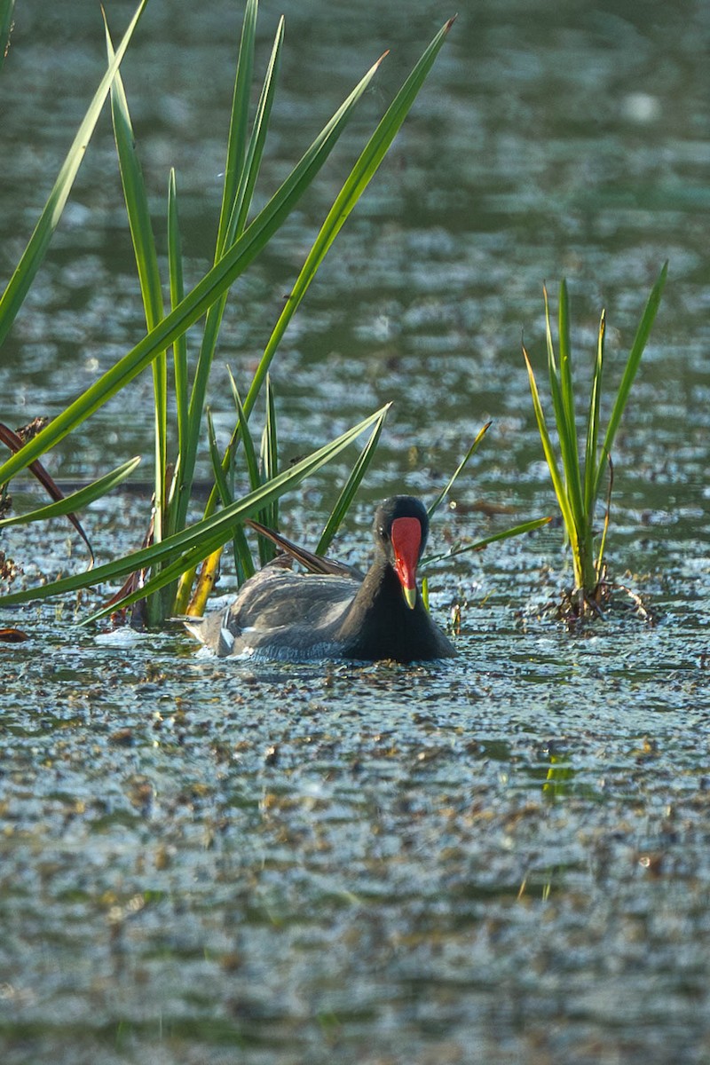 Курочка латиноамериканська - ML644950756