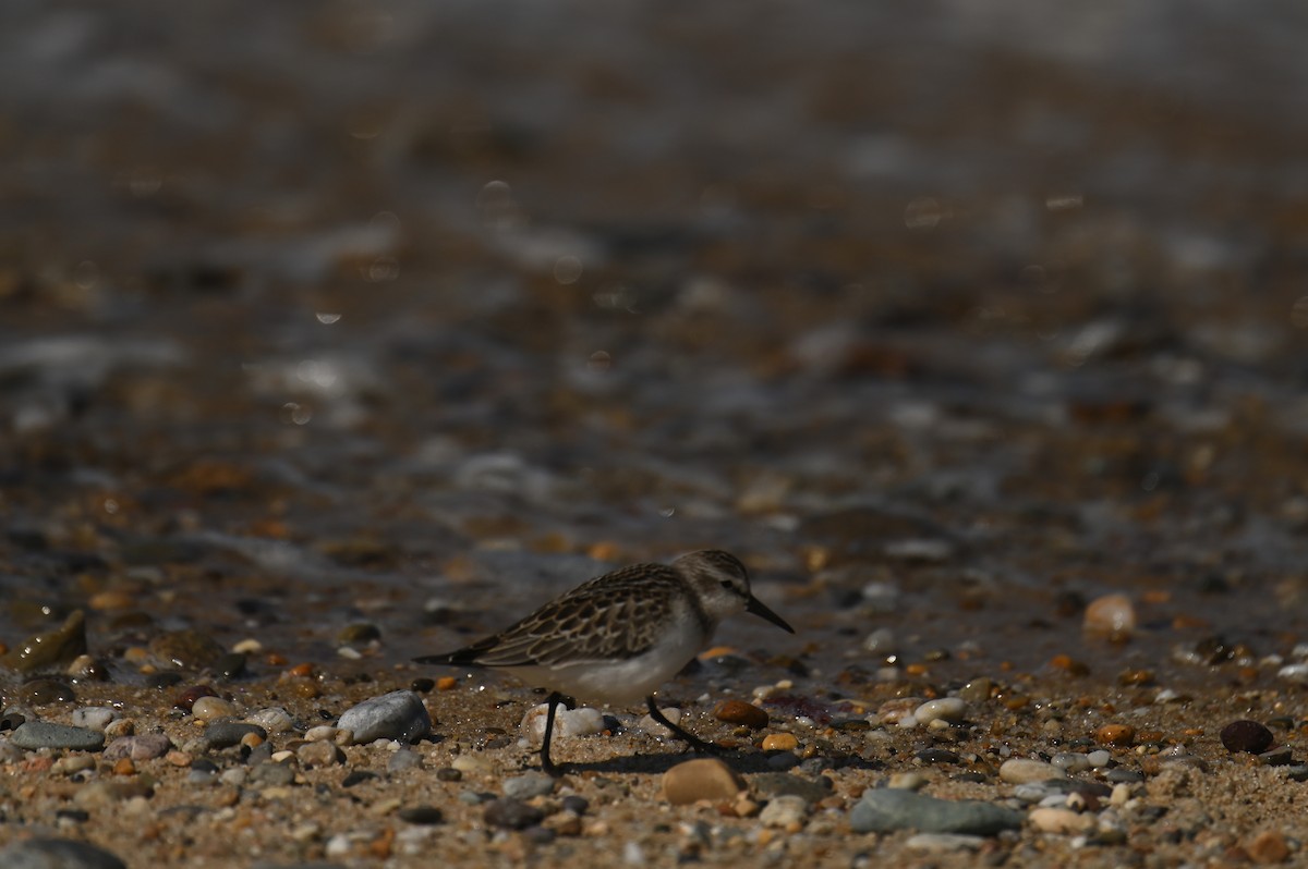 Correlimos sp. - ML644950757