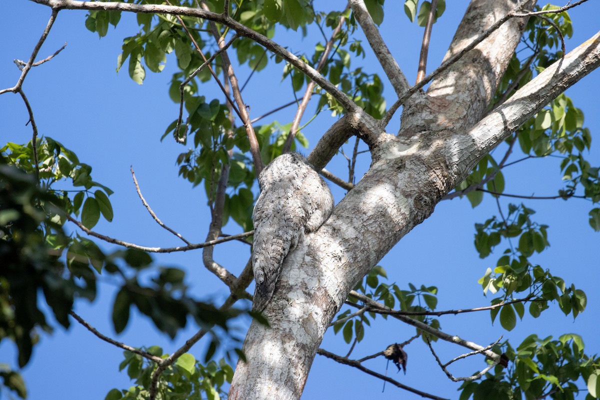 Great Potoo - ML644950784