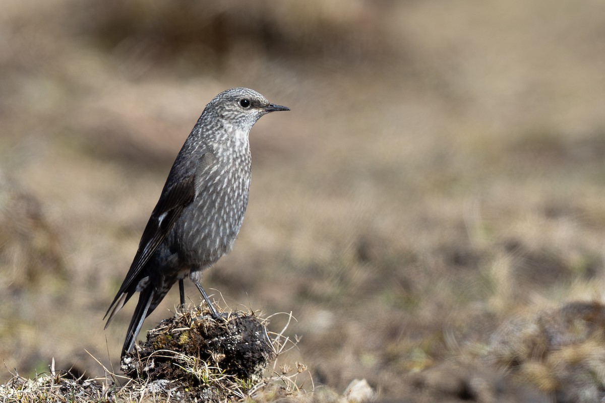 Grandala - ML644950790