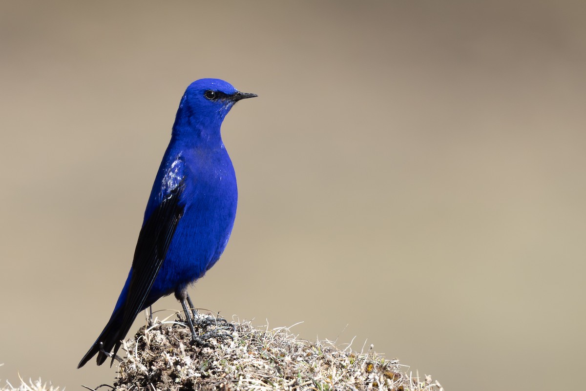 Grandala - ML644950791