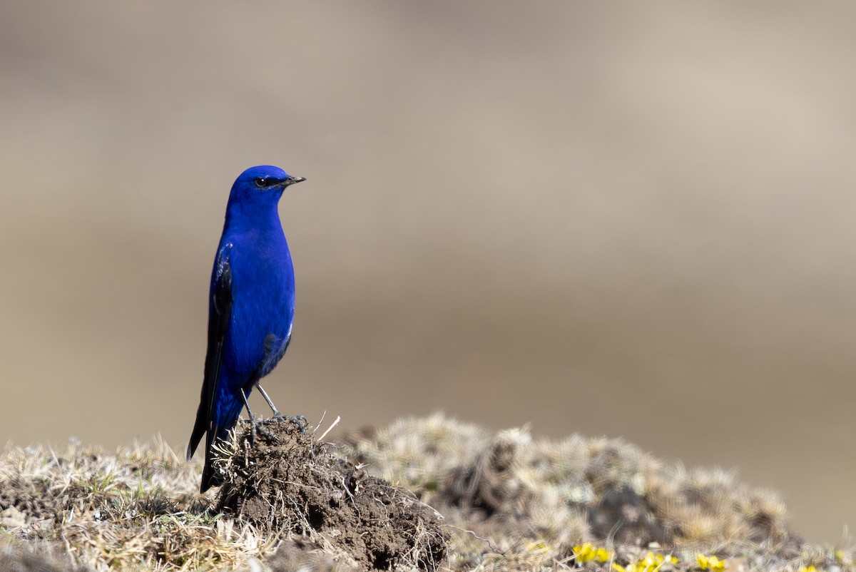 Grandala - ML644950792