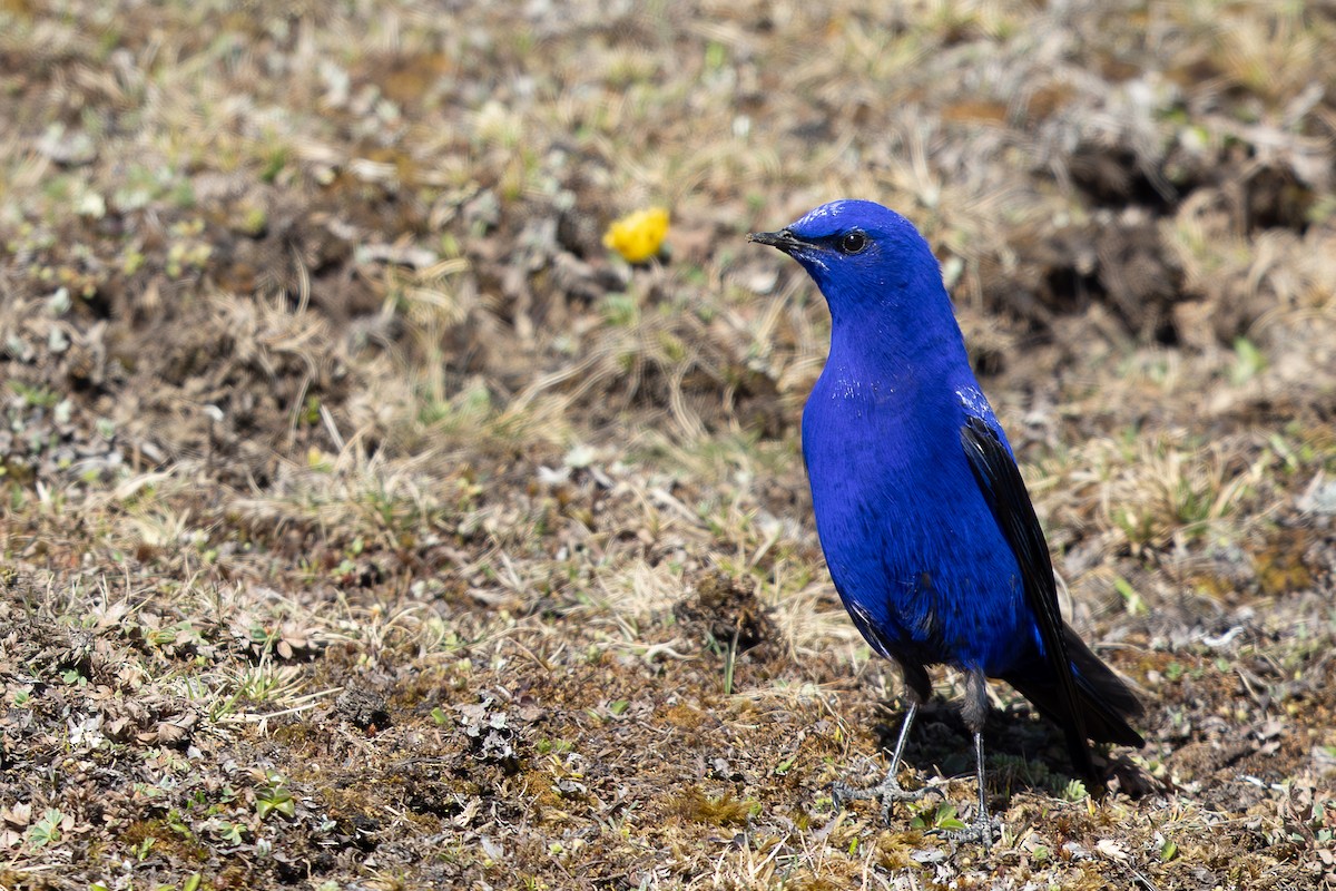 Grandala - ML644950793