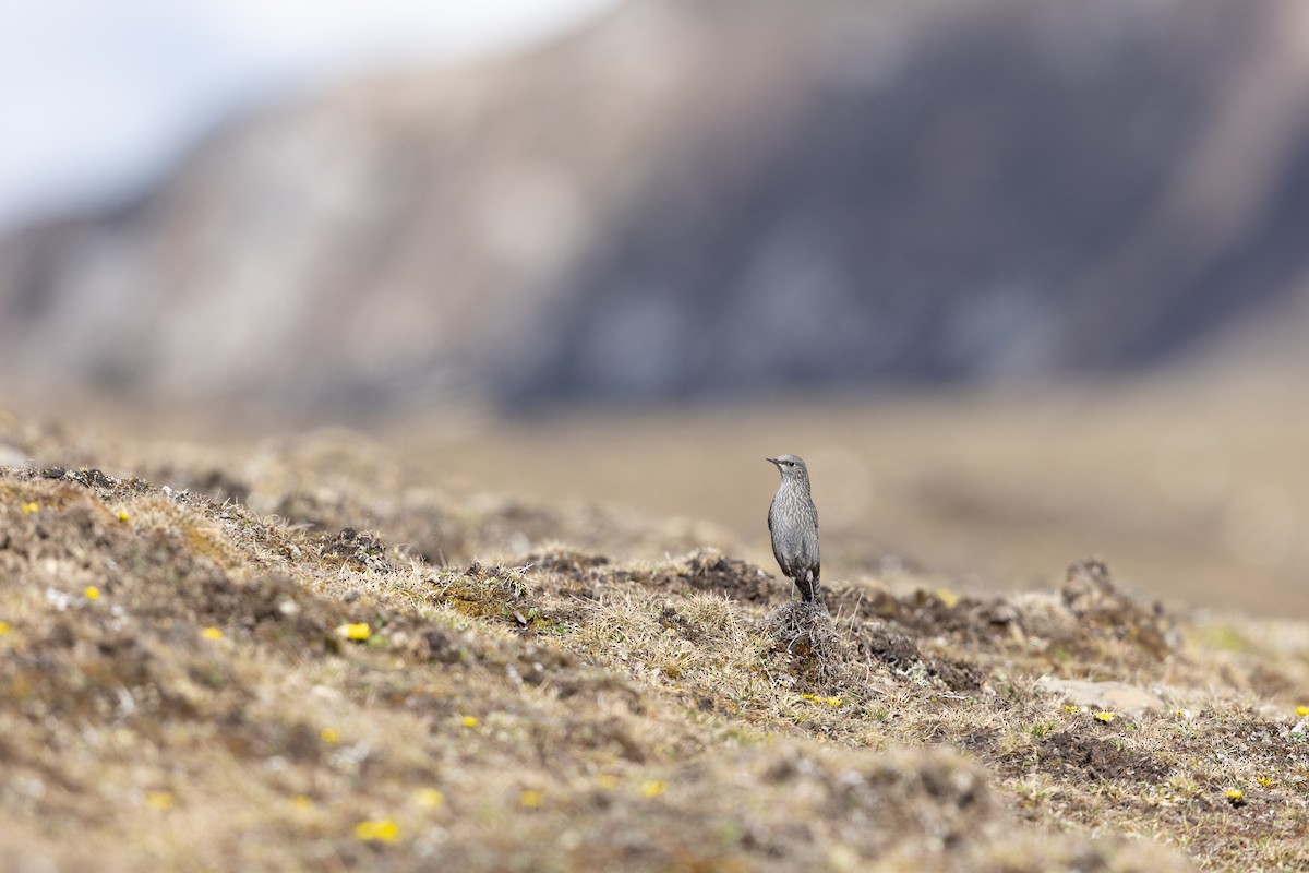 Grandala - ML644950796