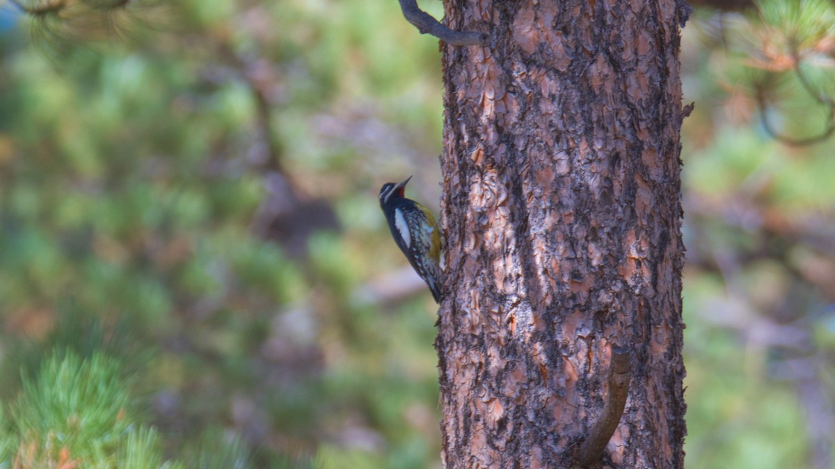 Williamson's Sapsucker - ML644950798